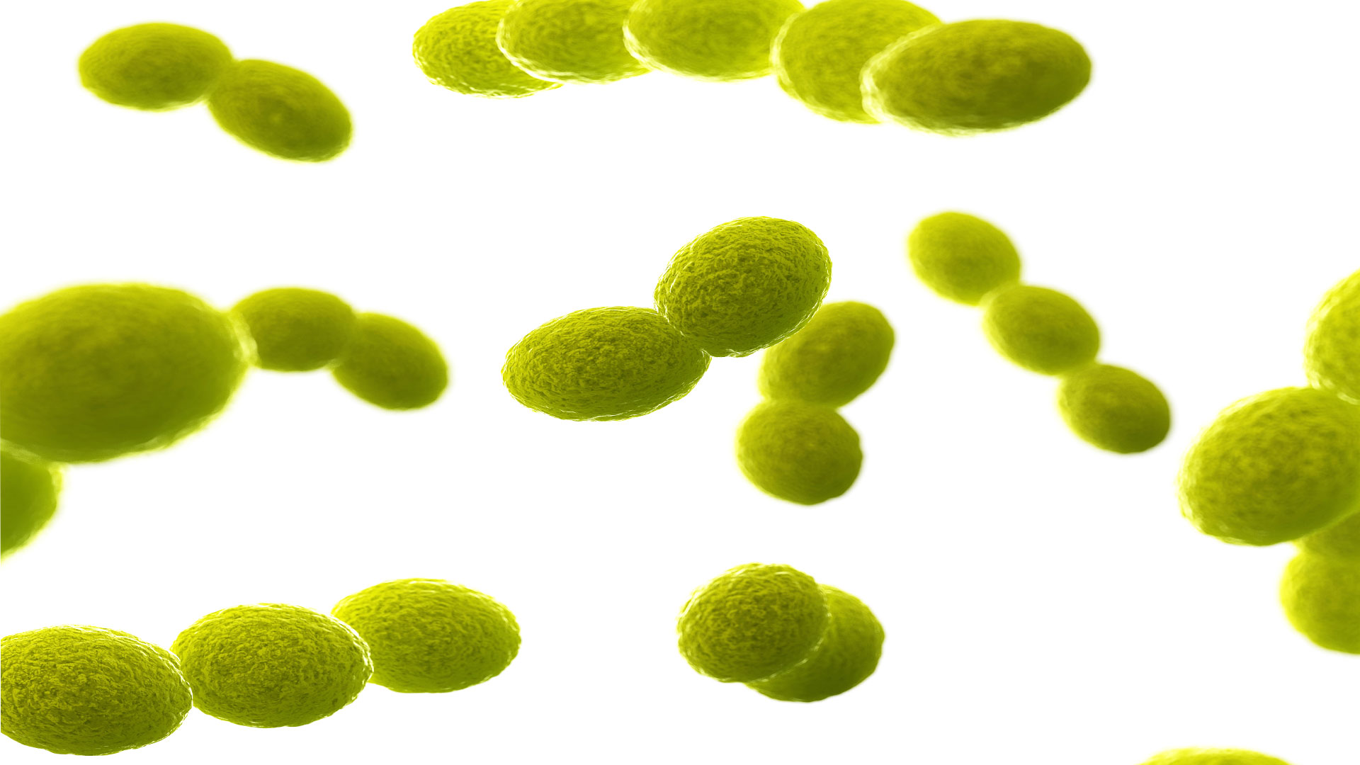Увеличенное изображение патогенных микроорганизмов